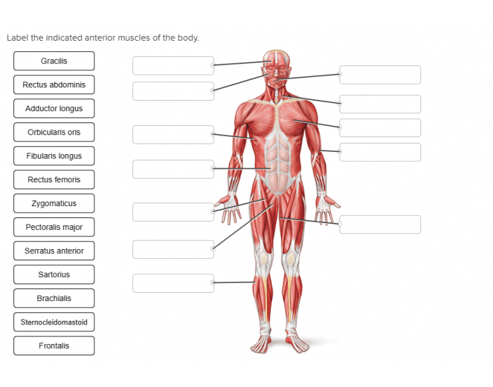 Muscles Quiz