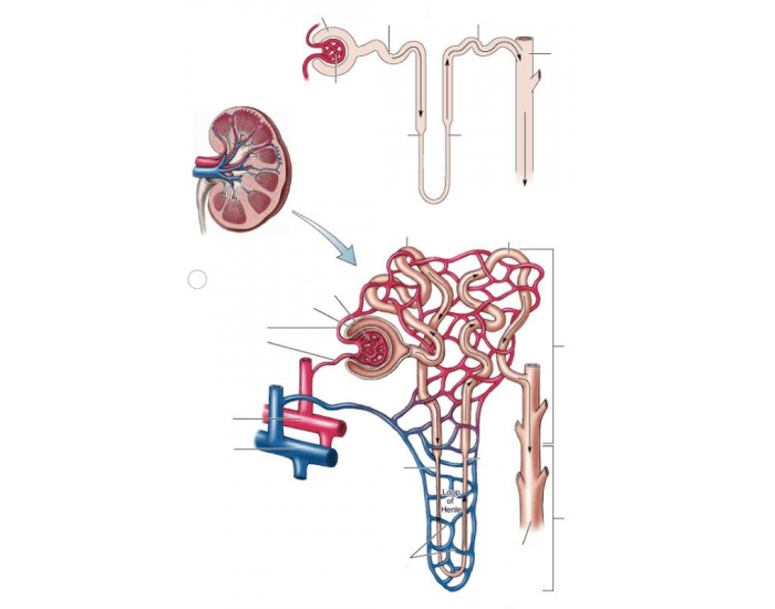 Nephron Worksheet.pdf Label the Nephron Unit — Printable Worksheet