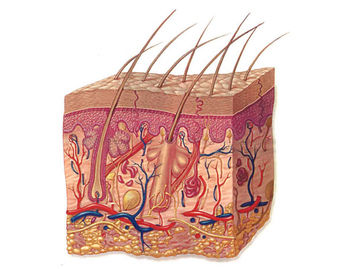 Skin Labeling 1 Quiz skin-labeling-1-quiz