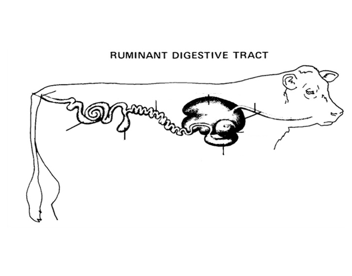 Trivia In Ruminants Ruminant Digestive Tract Quiz