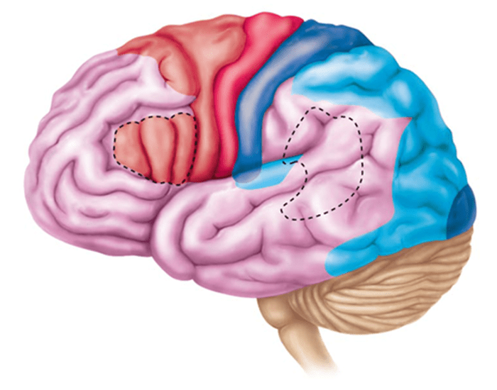 Brain Sulcus Gyrus Labeling Printable Worksheet