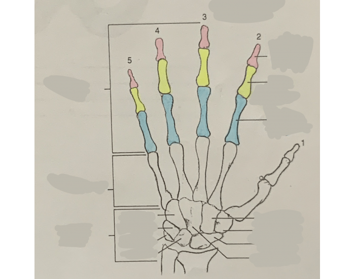 Hand Labelling - PHS Anatomy & Physiology Quiz