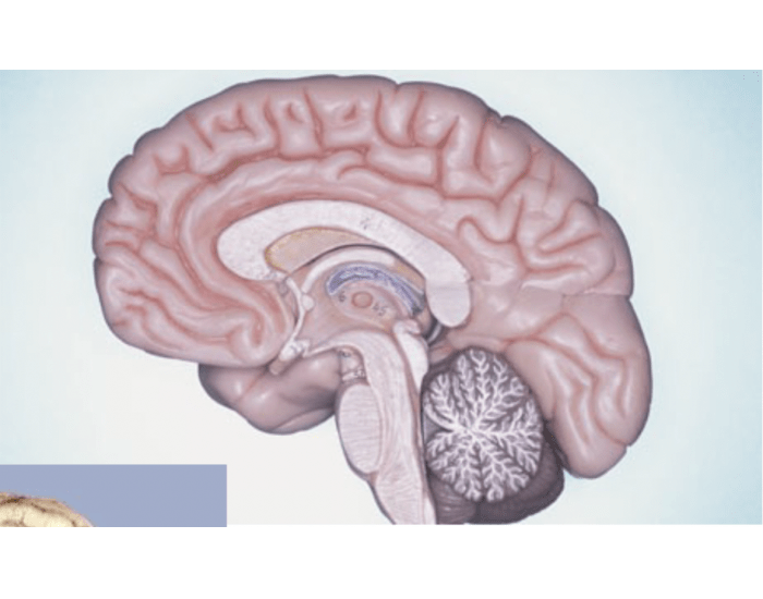Neur Definition NEUR 110 Brain Map Quiz