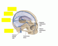 Brain sinuses (BIOL 220)