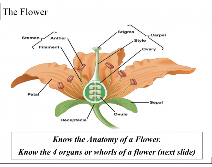 layers of a flower Quiz