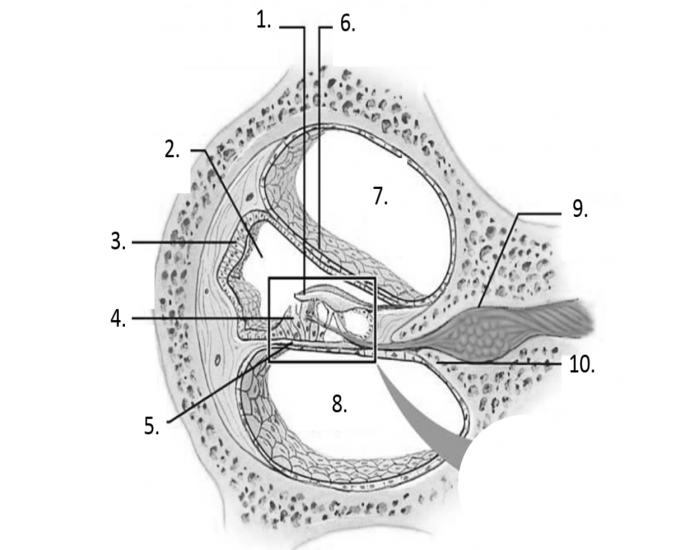 Cochlear canals/ scale Quiz