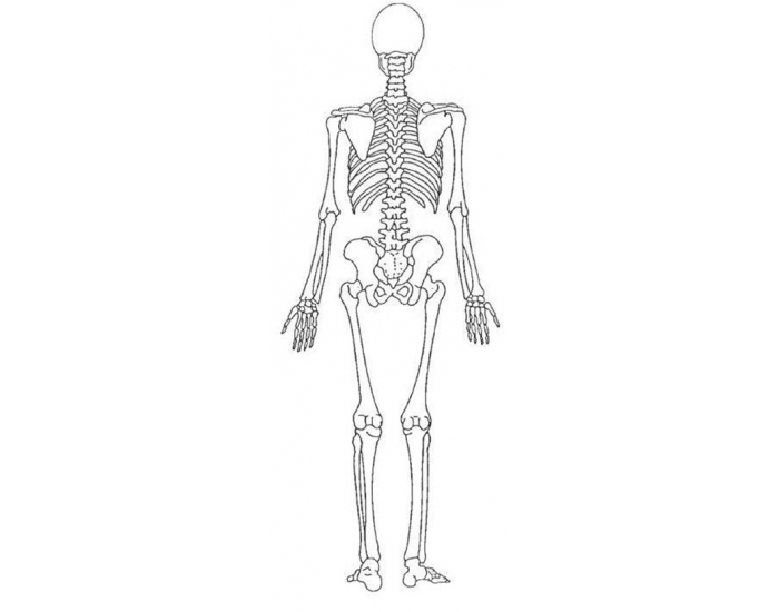 posterior view of skeletal bones Quiz