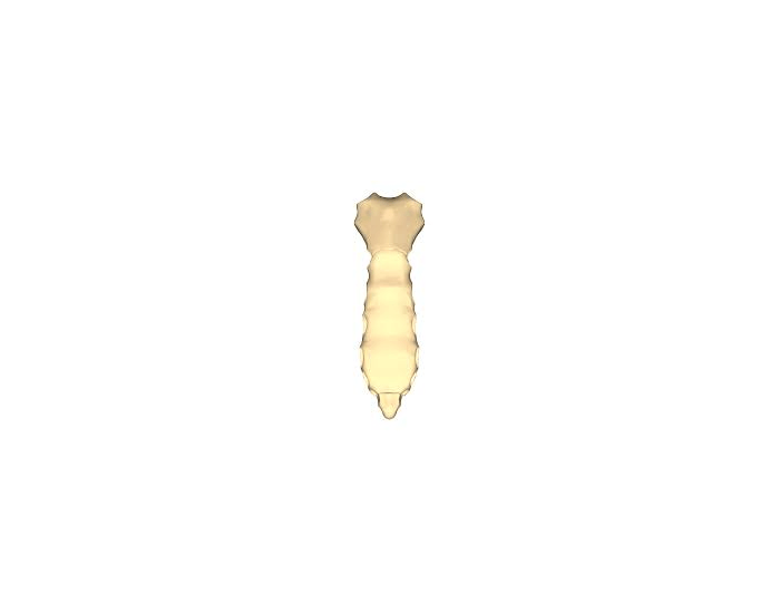 Sternum Bone Structures Quiz Sternum Bone Structures Quiz