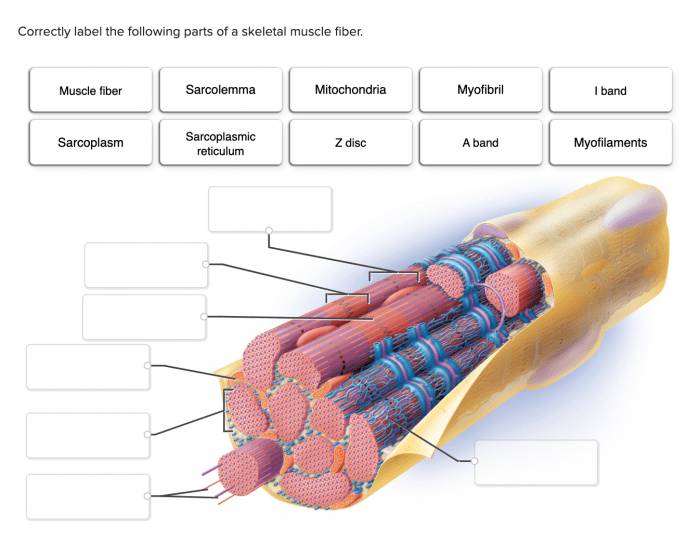 skeletal muscle fiber labeled