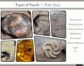 Types of Fossils | Slide Quiz