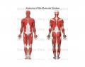 The Muscular System (anterior and posterior)