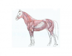 Muscle Anatomy of a Horse