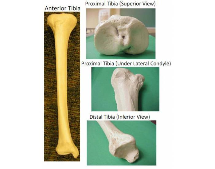 Tibia Anatomy Quiz