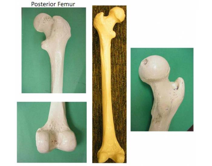 posterior-femur-anatomy-quiz