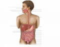 Digestive System Alex Carlos