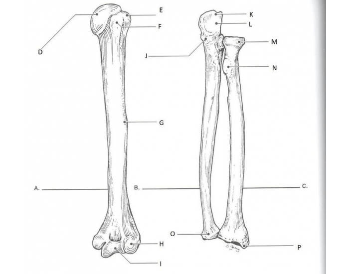 Radius and Ulna Labelling for Anatomy Lab — Printable Worksheet