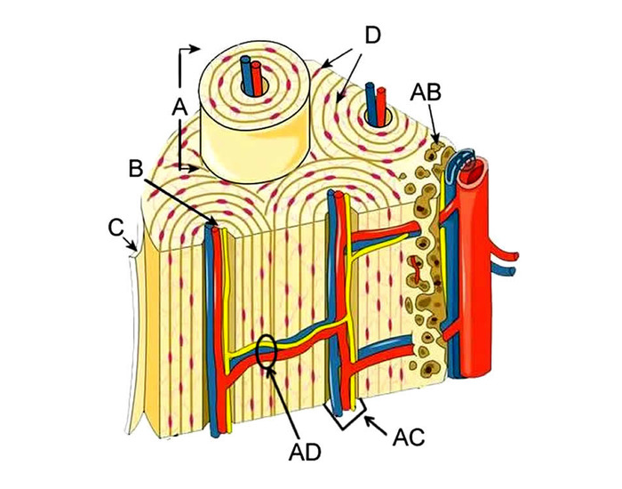 Bone structure Quiz