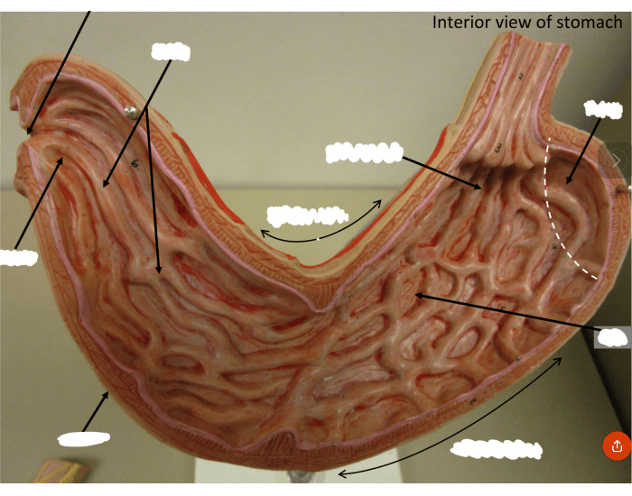 inside the stomach