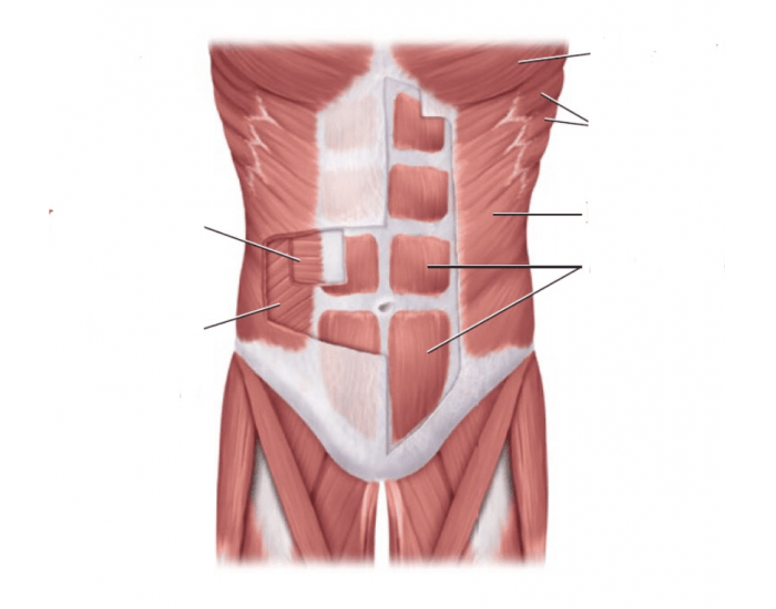 Pearsons Abdomnial muscles Quiz