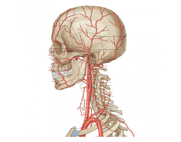 Anatomia da Base Interna do Crânio Quiz