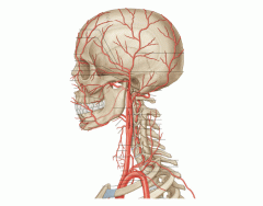 ANATOMIA INTERNA DO CORAÇÃO Quiz