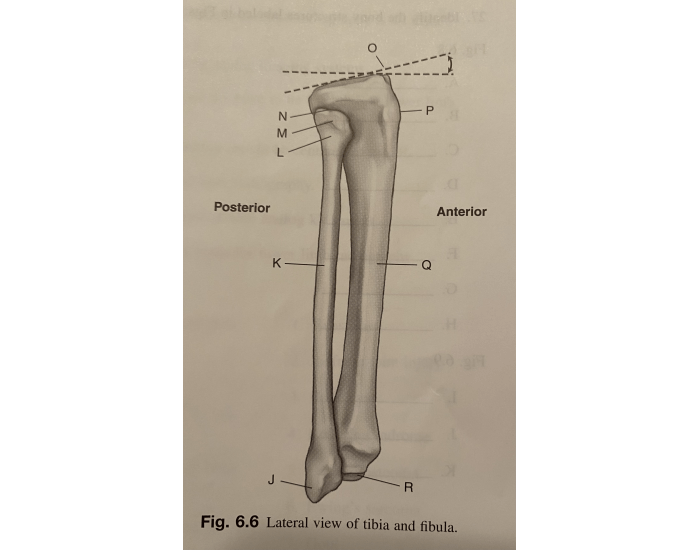 Lateral view of tibia and fibula Quiz