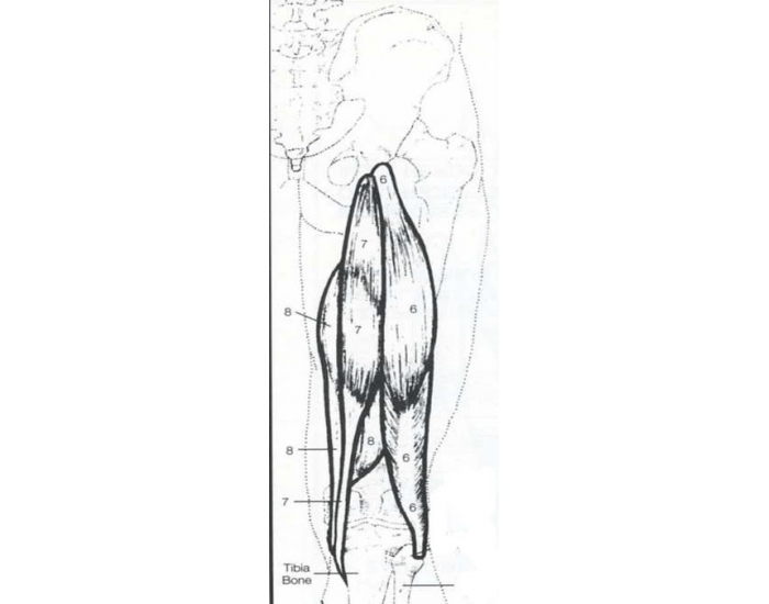 Hamstring Post View Posterior View of Upper Leg Muscles (Hamstrings) Quiz