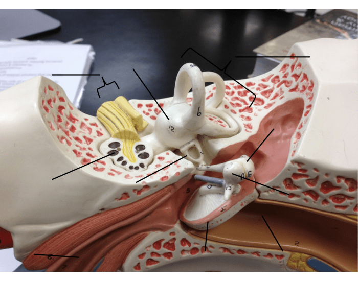 Model inner ear Quiz