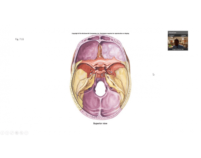 Bone Innerview Bone Markings Inside View Quiz