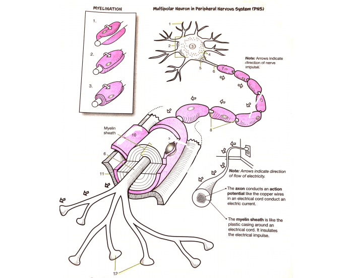 Multipolar Neuron Printable Nervous System/ neural tissue/ multipolar neuron — Printable Worksheet