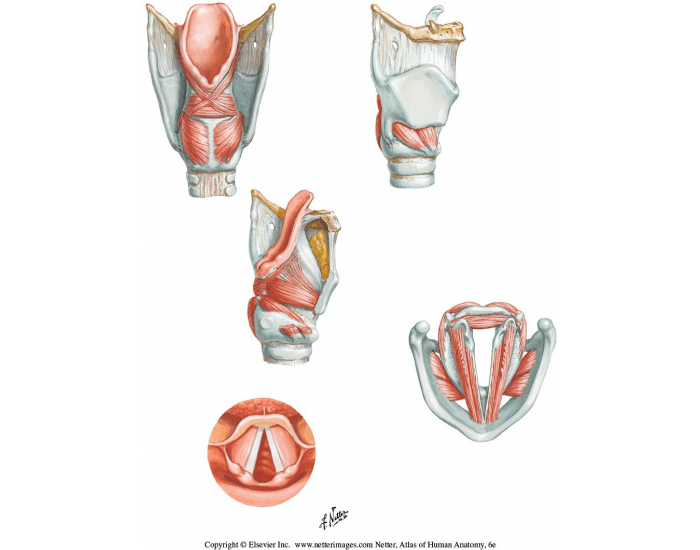 Laryngeal muscles and structures pt 2 Quiz