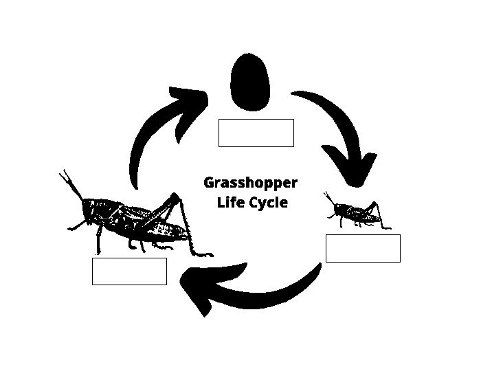 Complete And Incomplete Metamorphosis Worksheet.pdf Incomplete Metamorphosis Life Cycle — Printable Worksheet