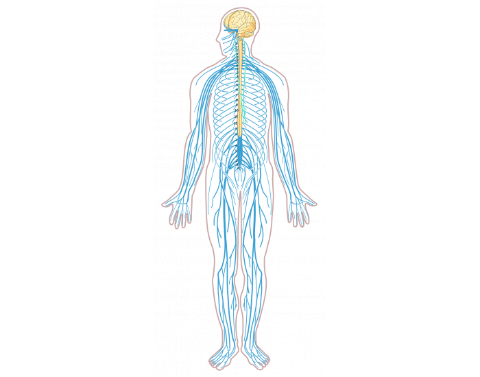 Nerves of the PNS Quiz