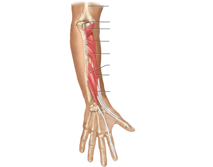 Muscle Arm Labeling Quiz
