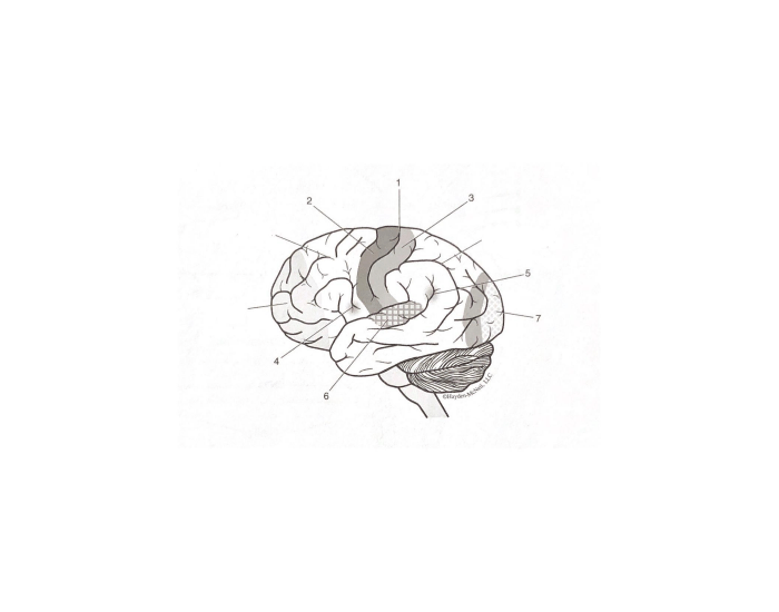 Cerebral Cortex Worksheet Functional Centers of the Cerebral Cortex — Printable Worksheet