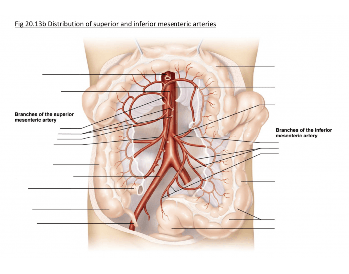 inferior mesenteric artery