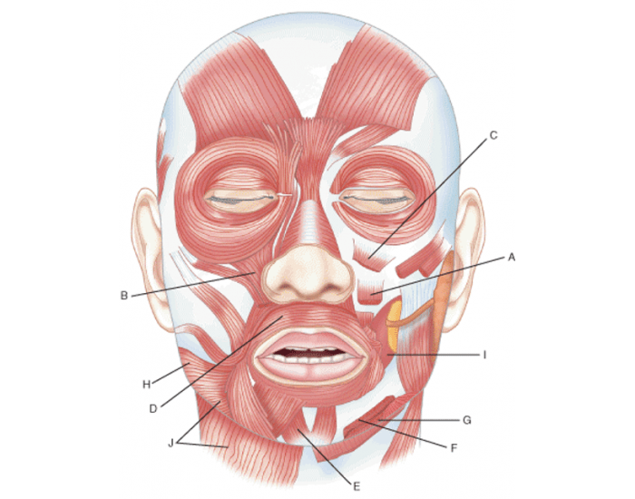 Facial muscles Quiz