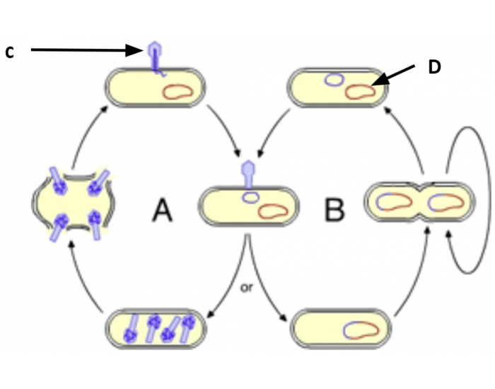 Viral Reproductive Cycles Worksheet Answers