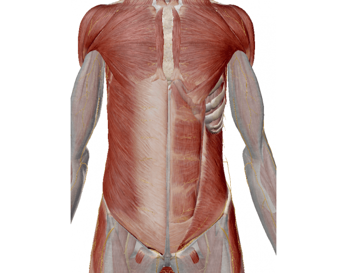 Anatomy Front Muscles Quiz Anatomy Front Muscles Quiz