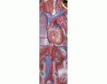 Circulatory system - thorax