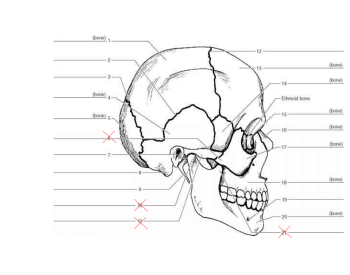 Skull Practice Quiz