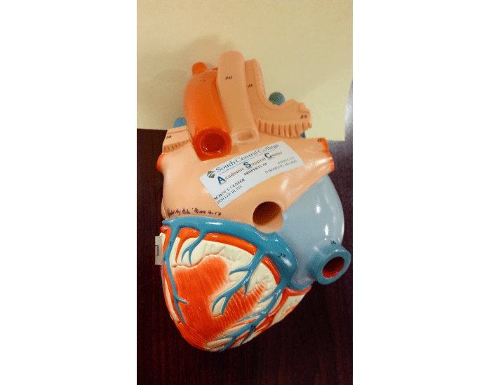 Heart lab model - 3 Quiz