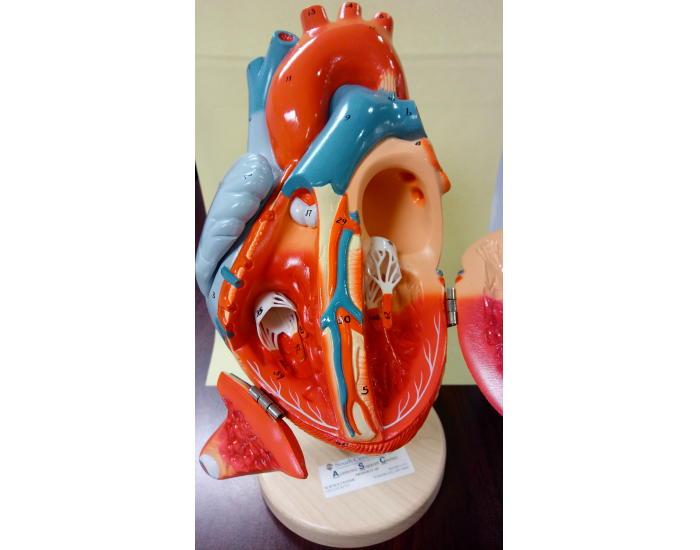 Heart lab model - 2 Quiz