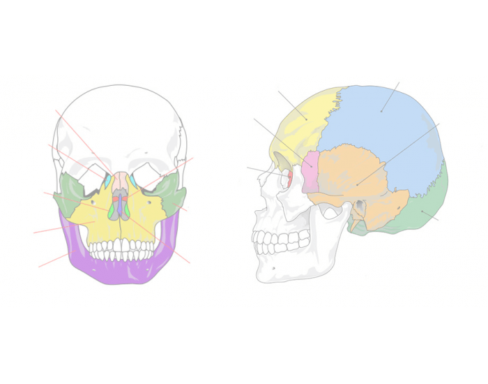 The 8 Cranial Bones  Parts, Location & Function - Video & Lesson