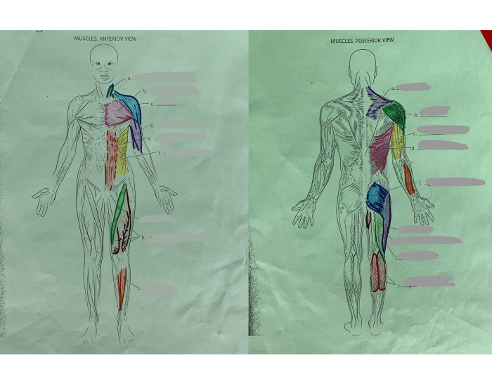 Muscular System Labeling Quiz muscular-system-labeling-quiz