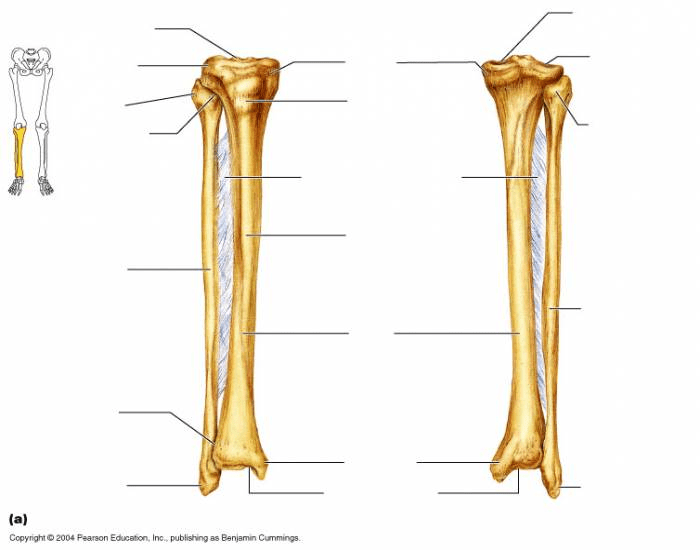 Label Tibia Labeling the Tibia and Fibula Quiz