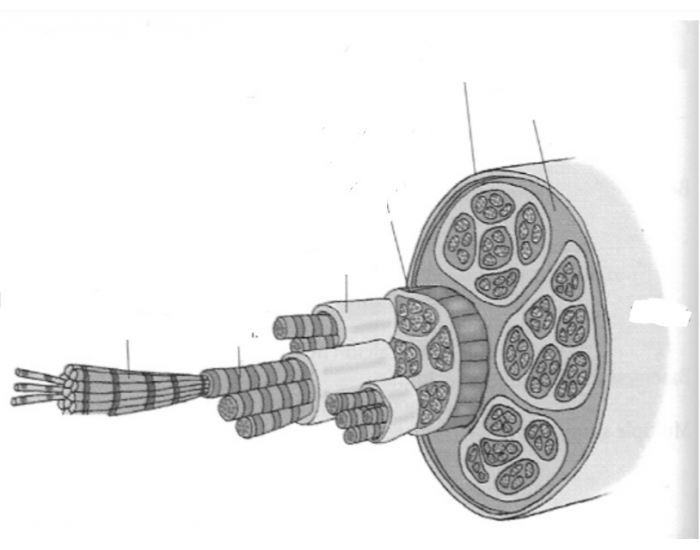 structure Quiz Biology Diagrams