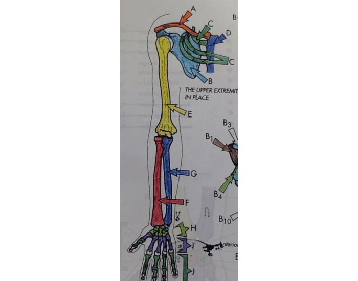 ARM SHOULDER ANATOMY Quiz