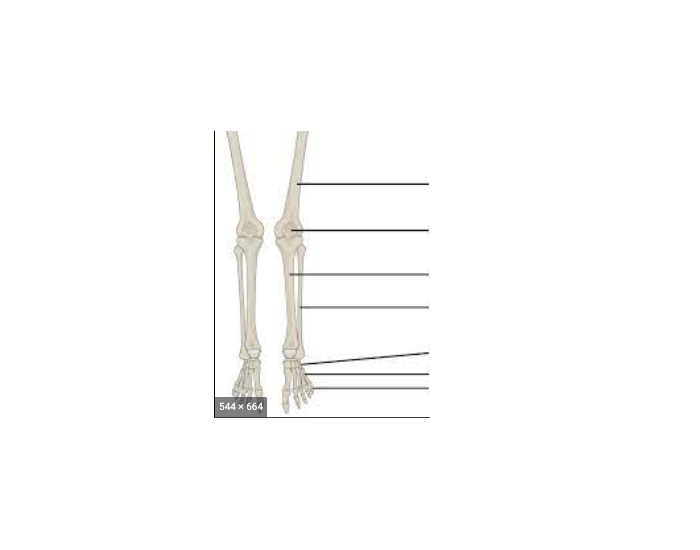 LEG ANATOMY Quiz