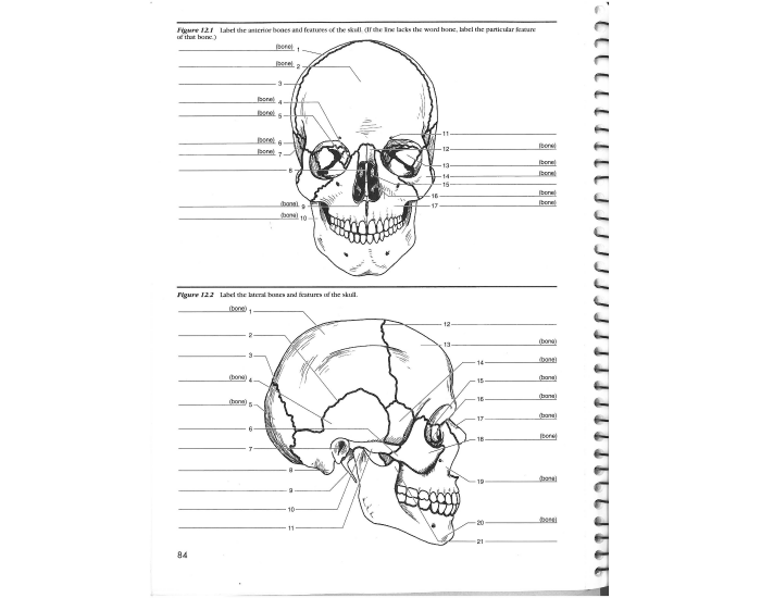 SKULL ANATOMY Quiz
